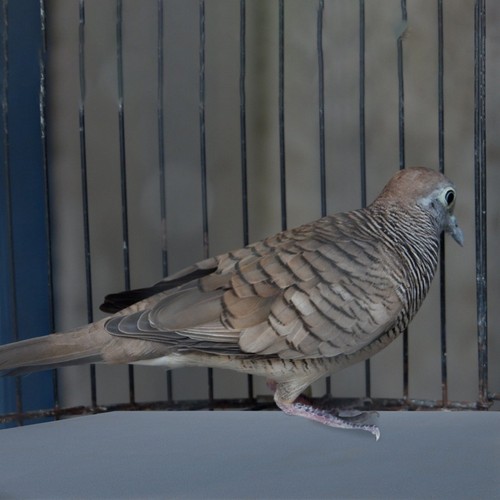 Sheets bird cage supply - bird,