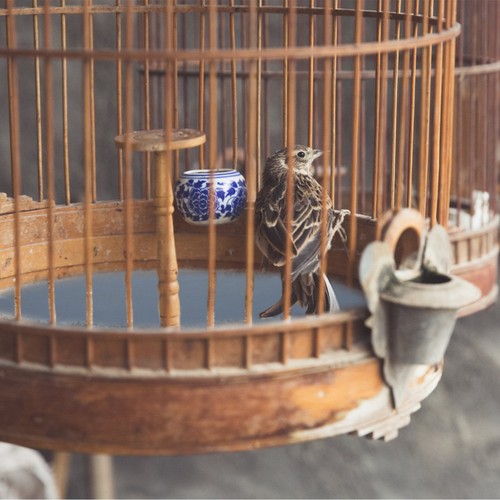 Sheets pet cage paper liner - cage,